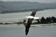 Nouvelle-Zélande - Dunedin - Visite guidée au Royal Albatross Centre