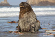 Nouvelle-Zélande - Dunedin - Faune sauvage de la péninsule d'Otago sous toutes ses coutures