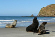 Nouvelle-Zélande - Dunedin - Faune sauvage de la péninsule d'Otago sous toutes ses coutures