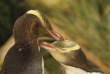 Nouvelle-Zélande - Dunedin - The Penguin Place © DunedinNZ