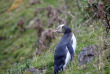 Nouvelle-Zélande - Dunedin - The Penguin Place © DunedinNZ