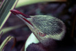 Nouvelle-Zélande - Dunedin - The Penguin Place © DunedinNZ