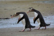 Nouvelle-Zélande - Dunedin - Faune sauvage de la péninsule d'Otago sous toutes ses coutures