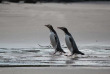 Nouvelle-Zélande - Dunedin - Faune sauvage de la péninsule d'Otago sous toutes ses coutures