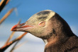 Nouvelle-Zélande - Dunedin - Faune sauvage de la péninsule d'Otago sous toutes ses coutures