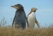 Nouvelle-Zélande - Dunedin - Faune sauvage de la péninsule d'Otago sous toutes ses coutures