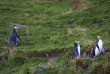 Nouvelle-Zélande - Dunedin - The Penguin Place © DunedinNZ
