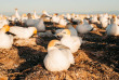 Nouvelle-Zélande - Hawke's Bay - Cape Kidnappers - Gannet safaris Overland