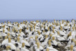 Nouvelle-Zélande - Hawke's Bay - Cape Kidnappers - Gannet safaris Overland