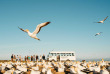 Nouvelle-Zélande - Hawke's Bay - Cape Kidnappers - Gannet safaris Overland