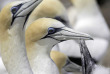 Nouvelle-Zélande - Hawke's Bay - Cape Kidnappers - Gannet safaris Overland