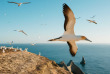 Nouvelle-Zélande - Hawke's Bay - Cape Kidnappers - Gannet safaris Overland