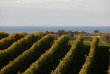 Nouvelle-Zélande - Hawke's Bay - Après-midi à la découverte des vignobles de Hawke's Bay