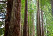 Nouvelle-Zélande - Ile du Nord - Whakarewarewa Redwood forest © Stray Travel NZ