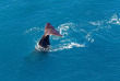 Nouvelle-Zélande - Kaikoura - Observation des baleines en hélico : 30 minutes © Kairoura Helicopters