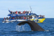 Nouvelle-Zélande - Christchurch - Croisière d'observation des baleines à Kaikoura - aller en bus et retour en train