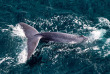 Nouvelle-Zélande - Kaikoura © South Pacific Helicopters