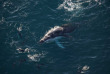 Nouvelle-Zélande - Kaikoura © South Pacific Helicopters