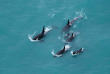 Nouvelle-Zélande - Kaikoura © South Pacific Helicopters