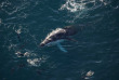 Nouvelle-Zélande - Kaikoura - Wings Over Whales