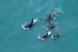 Nouvelle-Zélande - Kaikoura - Wings Over Whales