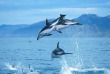 Nouvelle-Zélande - Christchurch - Le meilleur de Kaikoura en 2 jours