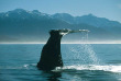 Nouvelle-Zélande - Christchurch - Croisière d'observation des baleines à Kaikoura - aller en bus et retour en train