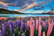Nouvelle-Zélande - Classic Explorer de Christchurch - Auckland - Lake Tekapo © Kirra Tours