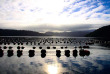 Nouvelle-Zélande - Marlborough Sounds - Croisière dans les Pelorus et Kenepuru Sounds