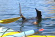 Nouvelle-Zélande - Marlborough Sounds - Kayak à Ship Cove - aller en bateau-taxi, retour par le service de livraison postale © Destination Marlborough