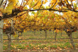 Nouvelle-Zélande - Marlborough - Les vignobles de Marlborough