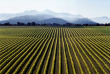 Nouvelle-Zélande - Marlborough - Les vignobles de Marlborough