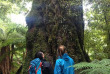 Nouvelle-Zelande - Rotorua - Rainforest Experiences - randonnée dans la forêt de Whirinaki