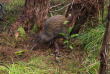 Nouvelle-Zélande - Stewart Island © Ruggedy Range