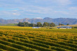 Nouvelle-Zélande - Christchurch - Croisière d'observation des baleines à Kaikoura - aller en bus et retour en train © Kiwi Rail