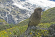 Nouvelle-Zélande - Wanaka - Randonnée guidée de 10 km à la découverte du glacier de Rob Roy