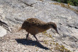 Nouvelle-Zélande - Wanaka - Visite de l'île-sanctuaire de Mou Waho et du lac Wanaka © Nouvelle-zelande-a-la-carte.com