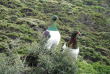 Nouvelle-Zélande - Wellington - Rencontre avec les kiwis de Kapiti, inclus nuit sur l'île - Kereru