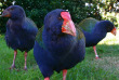 Nouvelle-Zélande - Wellington - Rencontre avec les kiwis de Kapiti, inclus nuit sur l'île - Takahe