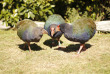 Nouvelle-Zélande - Wellington - Rencontre avec les kiwis de Kapiti, inclus nuit sur l'île - Takahe