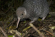 Nouvelle-Zélande - Wellington - Visite nocturne guidée de la réserve de Zealandia © Zeelandia
