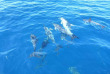 Nouvelle-Zélande - Whakatane - Croisière d'observation des dauphins et phoques © Diveworks Dolphin and Seal Encounters