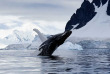 Croisières PONANT - Antarctique - Voyage en terres australes et péninsule Valdés © Studio Ponant