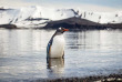 Croisières PONANT - Antarctique - La Grande Boucle Australe © Studio Ponant
