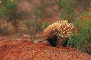 Australie - South Australia - Kandaroo Island - Echidné