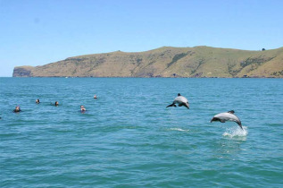 Nouvelle-Zélande - Akaroa - Nager avec les dauphins d'Akaroa