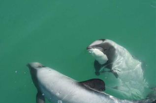 Nouvelle-Zélande - Akaroa - Nager avec les dauphins d'Akaroa