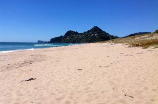 Nouvelle-Zélande - Coromandel - Randonnée guidée sauvage dans la Forêt - Coromandel © Destination Coromandel