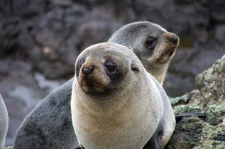 Nouvelle-Zélande - Dunedin - Faune sauvage de la péninsule d'Otago sous toutes ses coutures