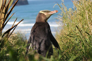 Nouvelle-Zélande - Dunedin - Faune sauvage de la péninsule d'Otago sous toutes ses coutures